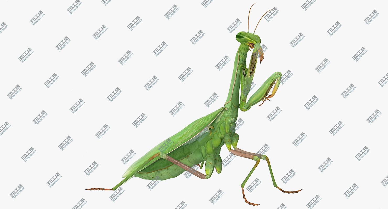 images/goods_img/2021040161/European Mantis Rigged 3D model/2.jpg